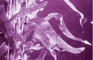 Science & Vie Découvertes 324 Des animaux qui REPOUSSENT