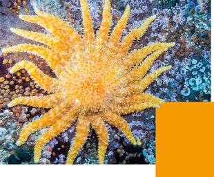 Science & Vie Découvertes 324 L'ÉTOILE DE MER TOURNESOL