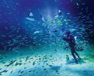 Science & Vie Découvertes 324 CHOUCHOUTEUR de POISSONS