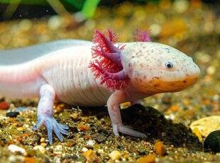 Science & Vie Découvertes 325 BIEN DIT !