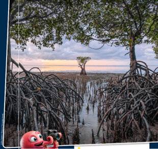 Science & Vie Découvertes 325 Une FORÊT les PIEDS dans L'EAU