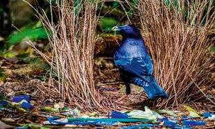 Science & Vie Découvertes 325 LE JARDINIER SATINÉ SATINÉ