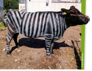 Science & Vie Découvertes 325 À RAYURES, MOINS DE PIQÛRES