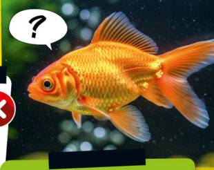 Science & Vie Découvertes 325 Les poissons rouges ont une mémoire de 3 secondes.