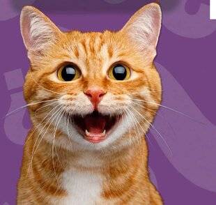 Science & Vie Découvertes 325 EN QUOI SONT FAITES LES MOUSTACHES DES CHATS ?