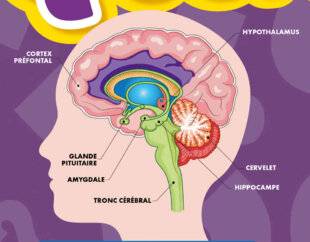 Science & Vie Découvertes 325 CONNAÎT-ON TOUTES LES PARTIES DU CERVEAU ?