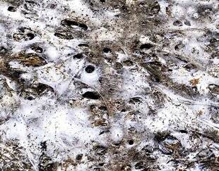 Science & Vie Découvertes 326 TOILE GÉANTE !