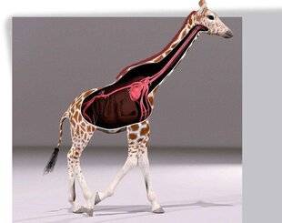 Science & Vie Découvertes 326 COU-COU !