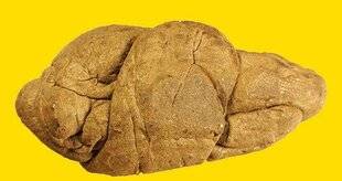 Science & Vie Découvertes 326 CHEWING-GUM PRÉHISTORIQUE