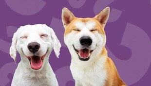 Science & Vie Découvertes 326 EST-CE QUE LES ANIMAUX RESSENTENT DES ÉMOTIONS ?