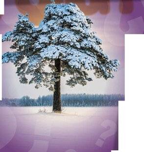 Science & Vie Découvertes 326 POURQUOI LES ARBRES NE MEURENT-ILS PAS EN HIVER ?