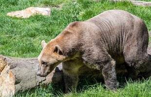 Science & Vie Découvertes 326 LES ANIMAUX HYBRIDES, ÇA EXISTE !