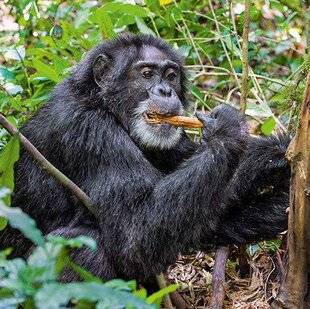 Science & Vie Découvertes 326 Des animaux pharmaciens