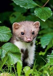 Science & Vie Découvertes 326 Une fouine comme meilleure amie ?