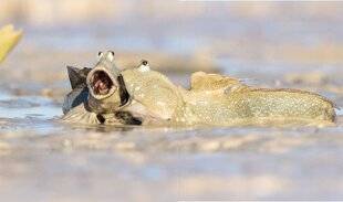 Science & Vie Découvertes 326 LE SAUTEUR DE VASE