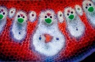 Science & Vie Découvertes 326 C'est… une feuille de bambou vue au microscope