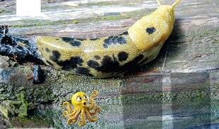 Science & Vie Découvertes 327 LA LIMACE-BANANE