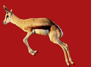 Science & Vie Découvertes 327 Des animaux de compète