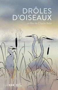 Science & Vie Découvertes 327 Drôles d'oiseaux