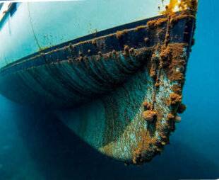 Science & Vie Découvertes 328 LES ESPÈCES ENVAHISSANTES !