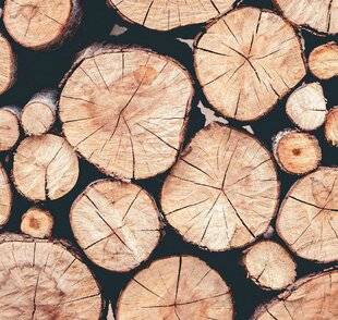 Science & Vie Découvertes 328 DE QUOI EST COMPOSÉ LE BOIS ? ADAM, 8 ANS