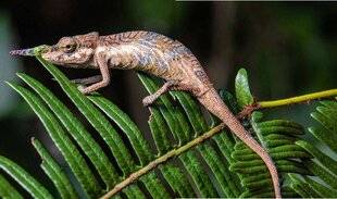 Science & Vie Découvertes 328 LE CAMÉLÉON PINOCCHIO