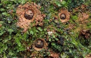 Science & Vie Découvertes 328 C'EST QUOI ?