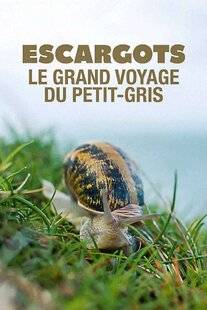 Science & Vie Découvertes 328 ESCARGOT, LE GRAND VOYAGE DU PETIT-GRIS
