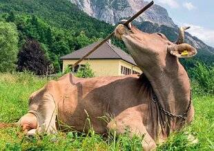 Science & Vie Découvertes 329 VACHE SAVANTE