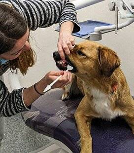 Science & Vie Découvertes 329 POOKI CHEZ LE DENTISTE