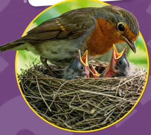 Science & Vie Découvertes 329 EST-CE QUE TOUS LES OISEAUX FONT DES NIDS ? SIMON, 8 ANS