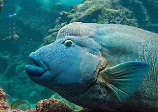 Science & Vie Découvertes 329 COMMENT LES POISSONS RESPIRENT-ILS SOUS L'EAU ?