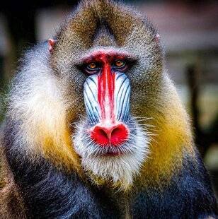 Science & Vie Découvertes 329 4. D'OÙ LE MANDRILL TIENT-IL SES COULEURS ?