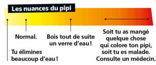 Science & Vie Découvertes 329 7. POURQUOI LE PIPI EST-IL JAUNE ?