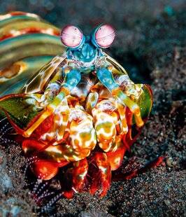 Science & Vie Découvertes 329 9. QUEL ANIMAL VOIT LE PLUS DE COULEURS ?