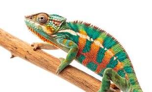Science & Vie Découvertes 329 11. COMMENT LE CAMÉLÉON CHANGE-T-IL DE COULEUR ?