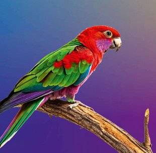 Science & Vie Découvertes 329 17. POURQUOI LES PERROQUETS SONT-ILS SI COLORÉS ?