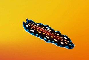 Science & Vie Découvertes 329 21. À QUOI SERVENT LES COULEURS DES LIMACES DE MER ?