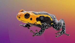Science & Vie Découvertes 329 25. POURQUOI CETTE GRENOUILLE EST-ELLE SI COLORÉE ?