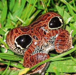 Science & Vie Découvertes 329 Des animaux GONFLÉS !