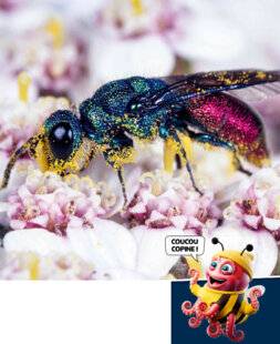 Science & Vie Découvertes 329 EXPLOSION de POLLEN