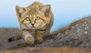 Science & Vie Découvertes 329 LE CHAT DES SABLES