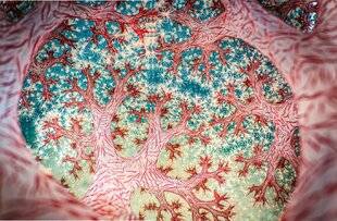 Science & Vie Découvertes 329 C'EST QUOI ?