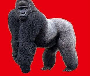 Science & Vie Découvertes 329 UNE HISTOIRE DE GORILLES AVEC DAVID ATTENBOROUGH