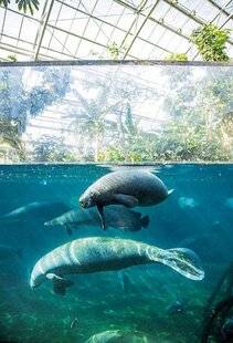 Science & Vie Découvertes 329 RAFRAÎCHISSANT