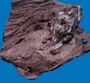 Science & Vie Découvertes 330 VOMI PRÉHISTORIQUE
