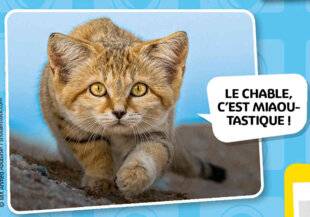 Science & Vie Découvertes 330 BIEN DIT !