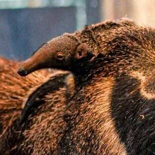 Science & Vie Découvertes 330 BÉBÉ CACHÉ
