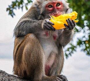 Science & Vie Découvertes 330 APÉRO DE SINGES