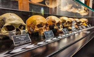 Science & Vie Découvertes 330 COMMENT EST NÉ LE PREMIER HUMAIN SUR TERRE ?